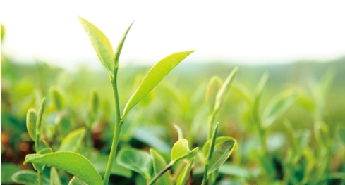 Read more about the article THE QUALITY OF TEA